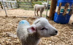One of the older lambs at the lamb orphanage
