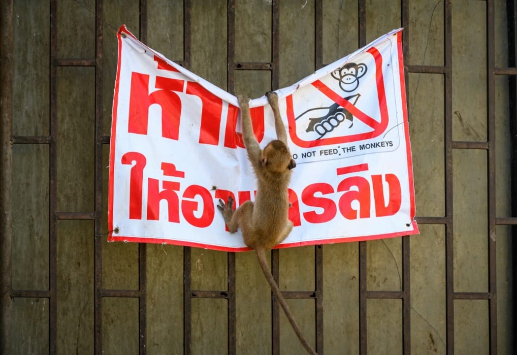A longtail macaque tears down a poster reading "Don't feed the monkeys" in the town of Lopburi.