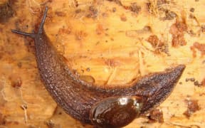 The Paua Slug - Schizoglossa novoseelandica