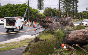 Workers fix electricity wires next to a tree uprooted by strong winds from Cyclone Alfred in the suburb of Elanora on the Gold Coast on 8 March.