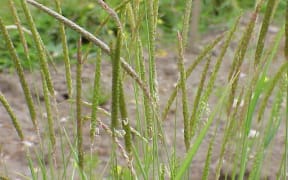 Alopecurus myosuroides, known as black-grass or twitch grass.