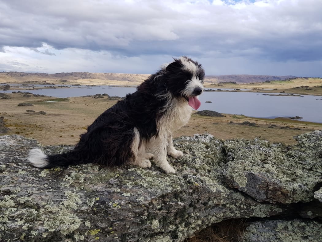 Chilli the 10-year-old border collie, before her ordeal.