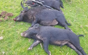Success at pig hunt