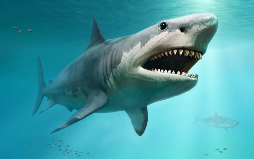 Artist's reconstruction of megalodon shark from prehistoric times.