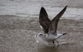 A seagull picks a plastic bag on the seashore at Caleta Portales beach in Valparaiso, Chile