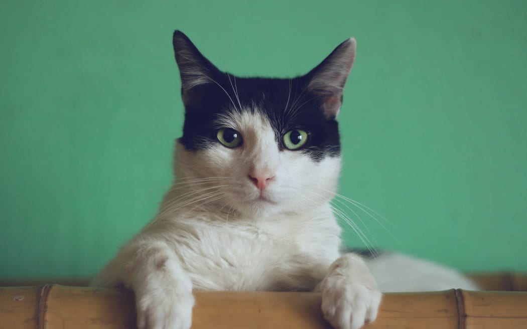 A black and white cat stares down the camera.