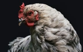 Chicken