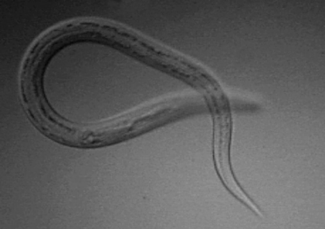 Necator americanus L3 infectious larva at 100x magnification