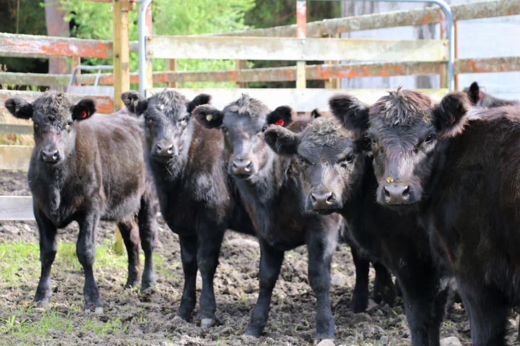 A year on the farm