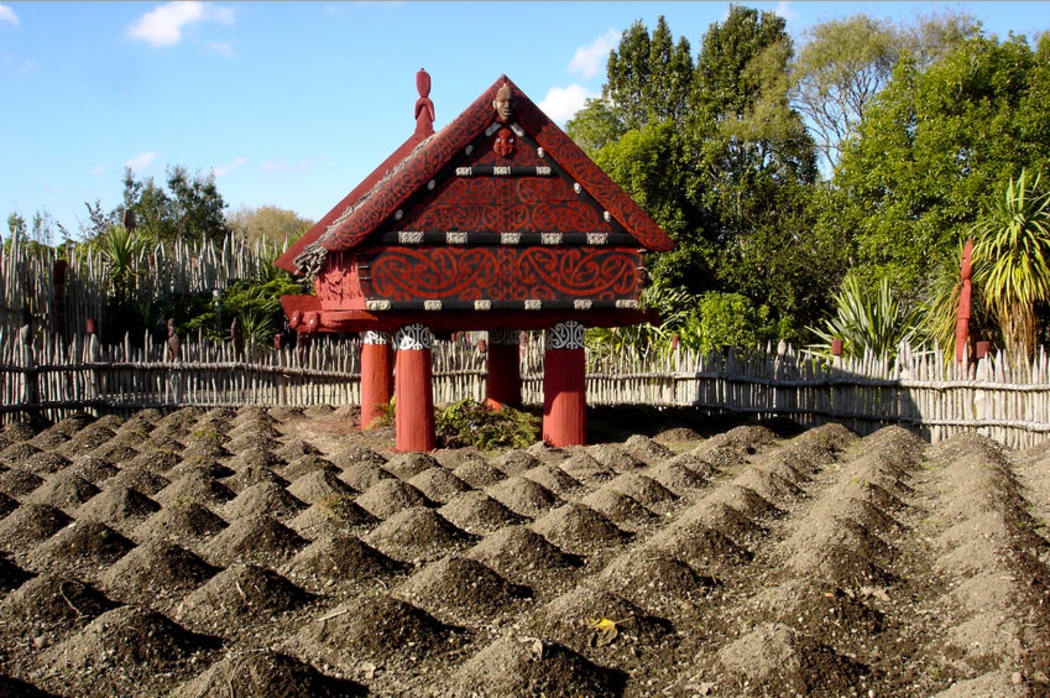 Te Parapara Maori garden in Hamilton is a traditional Maori productive garden and it showcases traditional Maori cultivation knowledge.