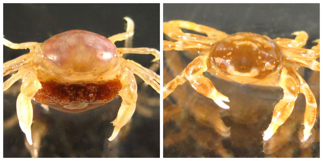 Female (L) and male pea crabs