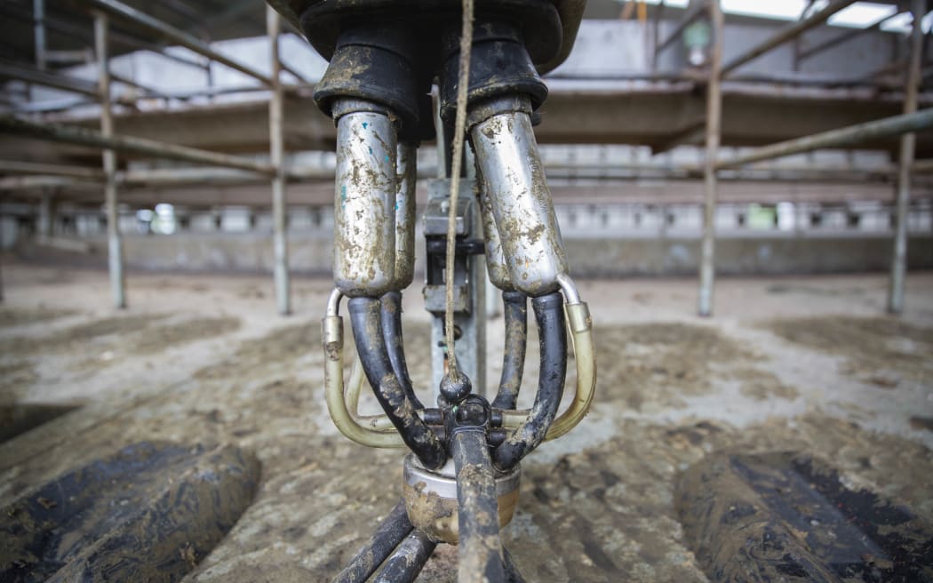 An unwashed set of suction cups sit in Simon Mackle's milking shed in Kaikoura. No access to water means they are unable to clean down the sheds.