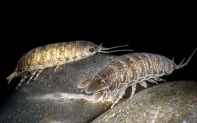 Sea lice in Island Bay, Wellington
