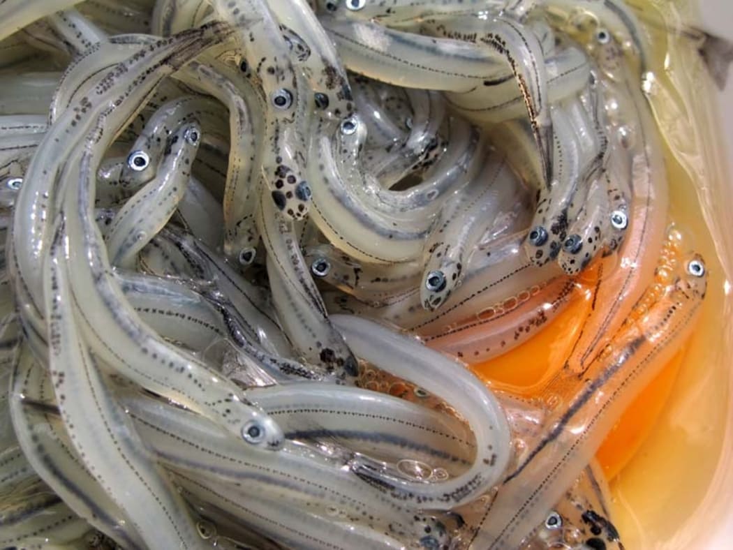 Whitebait in egg.