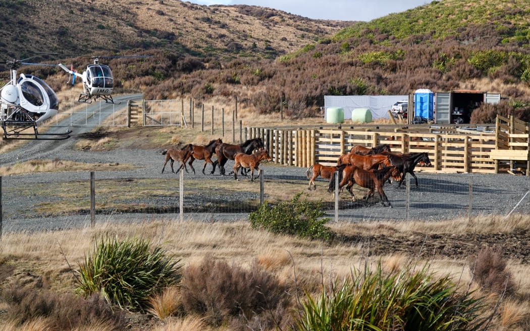 Kaimanawa horse muster Waiouru