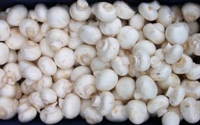 white button mushrooms