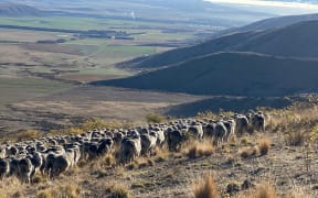 Glenbrook Station high country