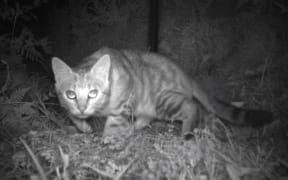 A project from the Bioeconomy Science Institute has discovered a way to use sound to keep cats away from nesting native birds.