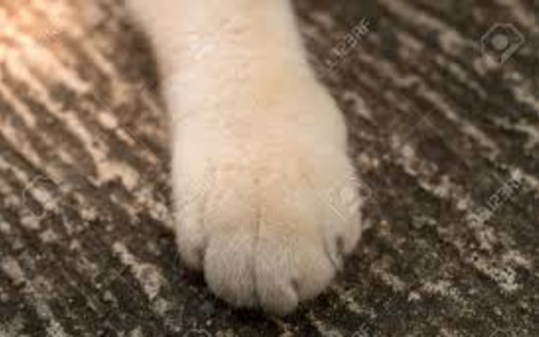 cat paw