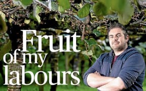 Matt Shand does the mahi and the maths picking kiwifruit for The Sunday Star Times.