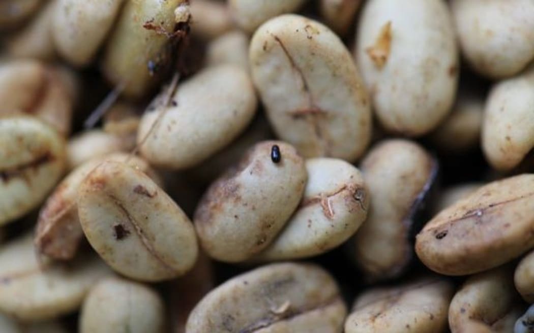 Coffee beans damaged by the bark beetle.