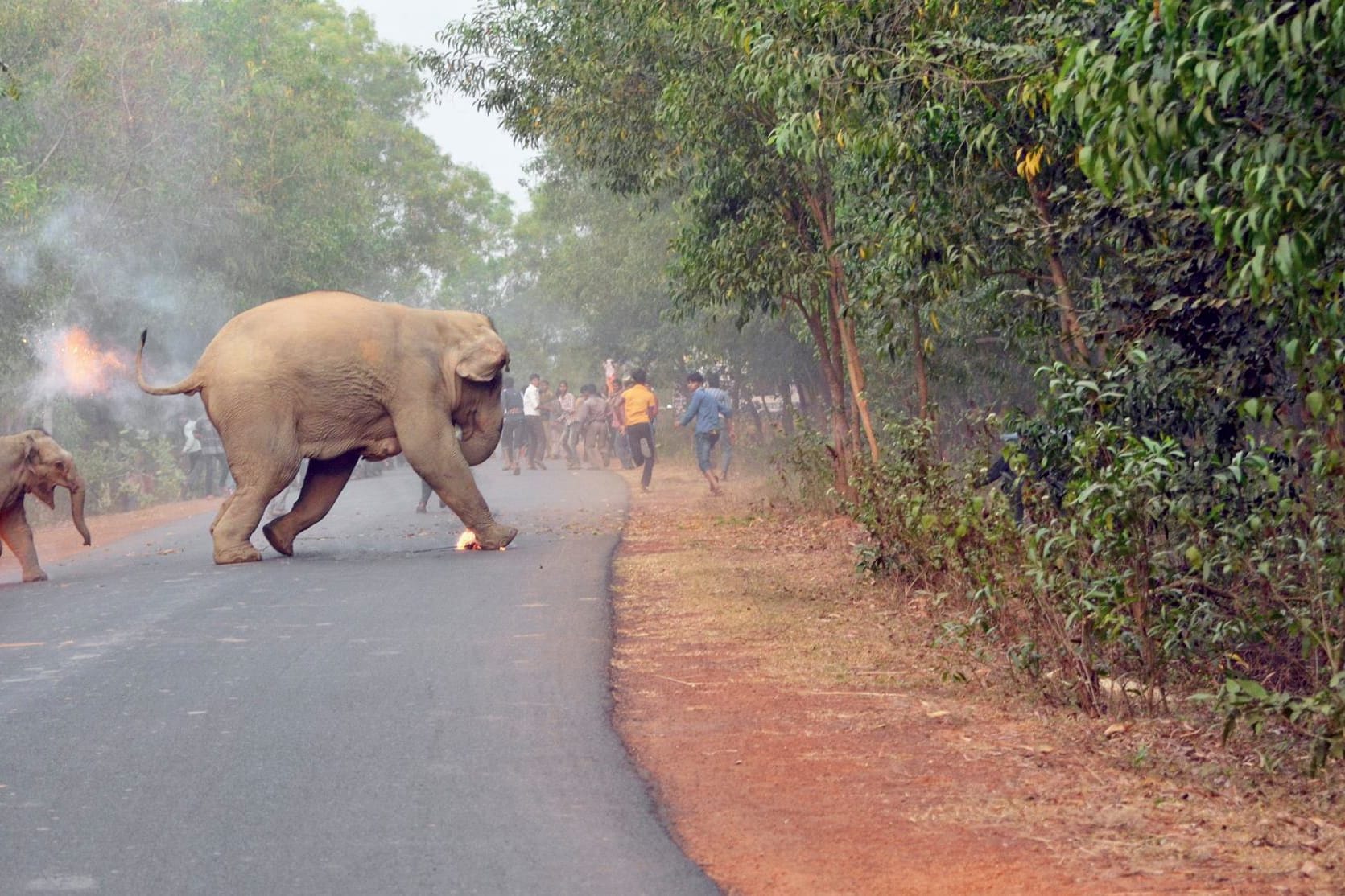 The image, which RNZ has cropped, won an award for highlighting humna-elephant conflict.