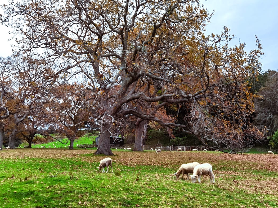 Farm, One tree hill, Auckland.