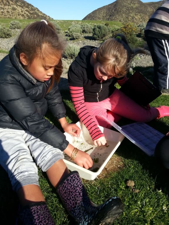 Students from the Koraunui School sorting through material and invertebrates they found in the stream.