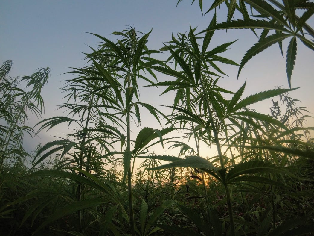 Cannabis plants