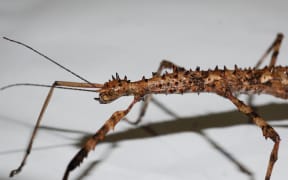 A brown female Acanthoxyla stick insect.
