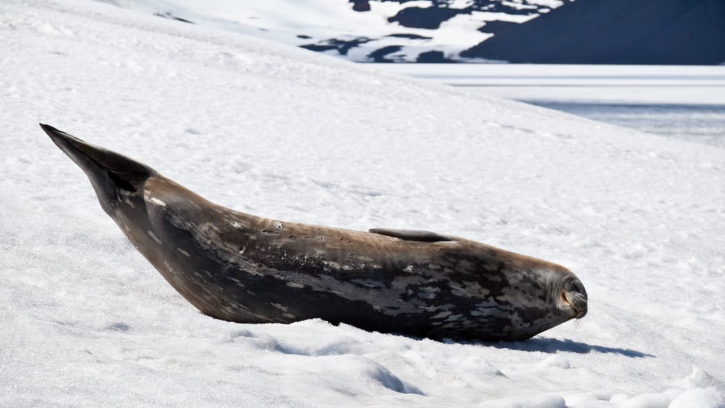 Weddell seals live and breed further south than any other mammal. They haul out on snow and ice to rest.
