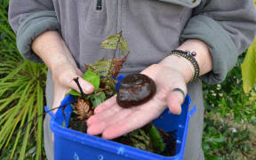 The powelliphanta snail
