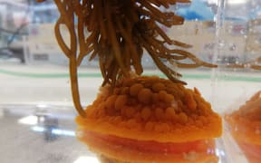 Wellington nudibranch