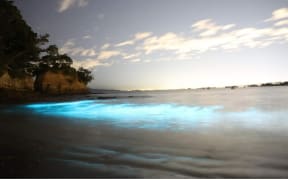 bioluminescent algae