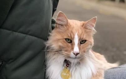 Wellington celebrity cat Mittens in a stranger's car