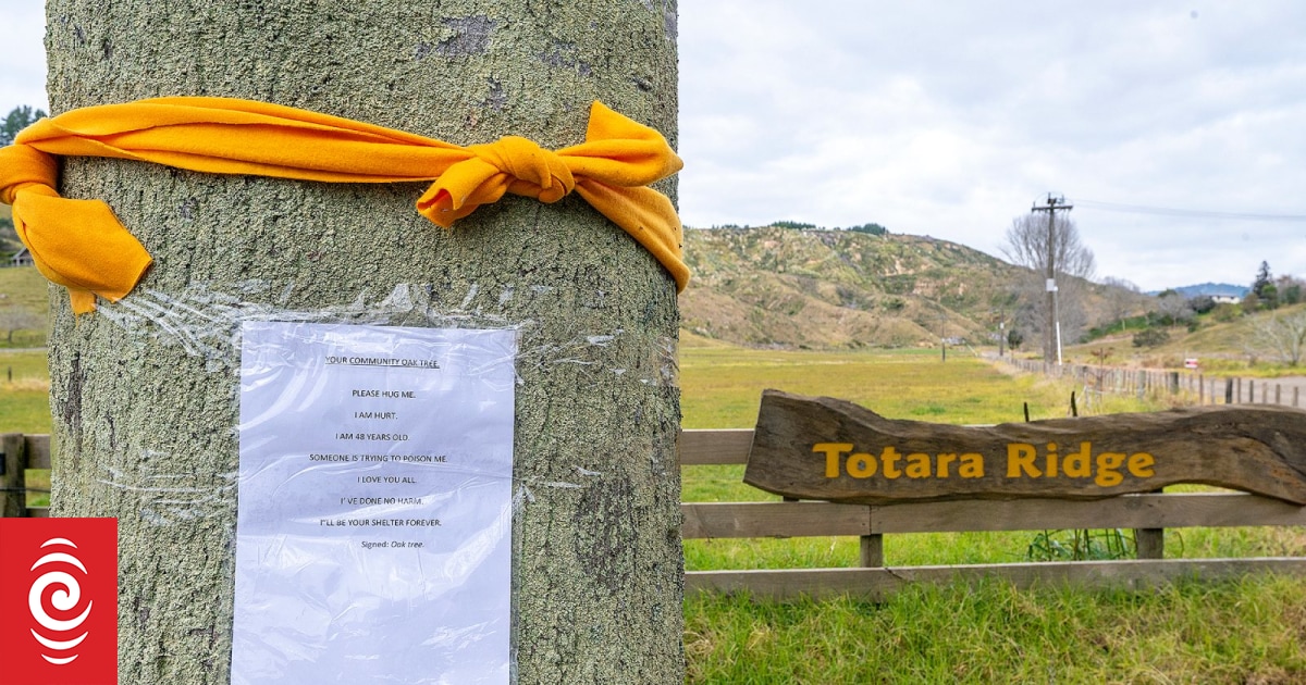 Ōhope community rallies to protect oak tree targeted by vandal | RNZ News