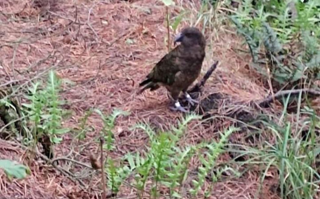 Kea spotted in Port Hills