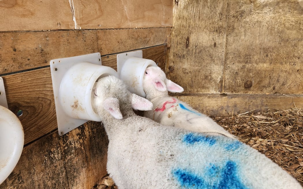 Headguards keep the lambs from fighting for the same teat