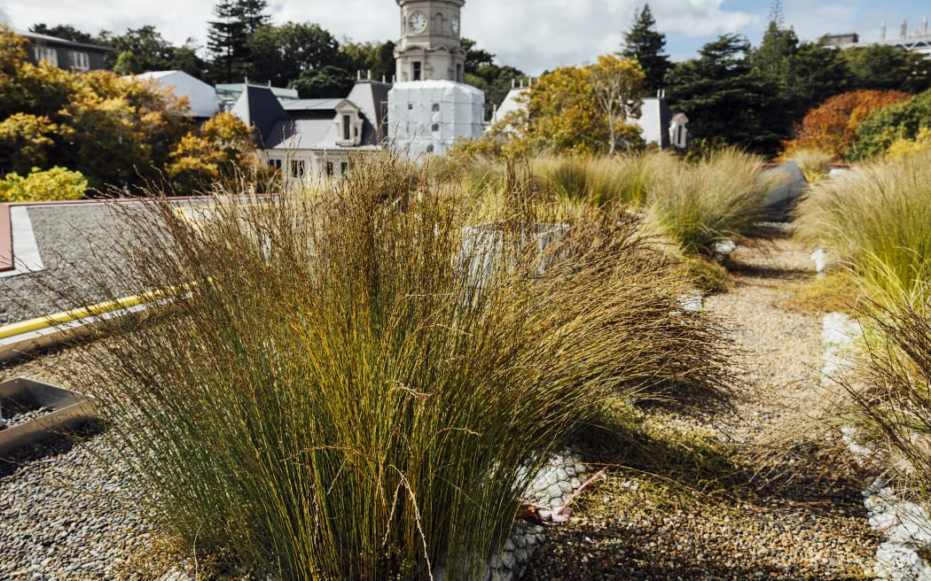 Living roof project could provide green shoots for Auckland's concrete jungle.