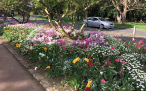 Cornwall Park in Spring