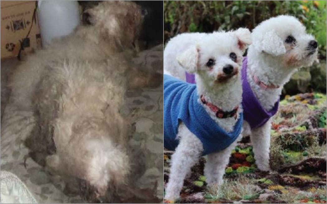 Poodle siblings Daisy and Lola were found neglected for almost two years.
