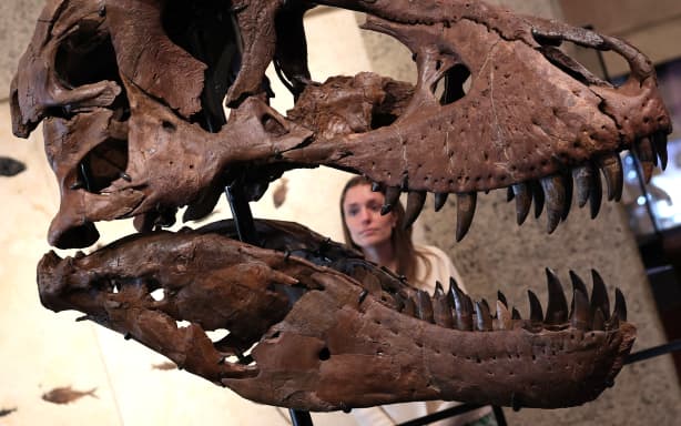 The head of “Gus”, part of a Tyrannosaurus Rex skeleton, one of the largest T. rex ever found, is pictured during a press preview at the Sotheby’s Breuer building in New York, on July 1, 2026. The 67-million-year-old skeleton, found during an excavation on private land in South Dakota and comprising 183 fossil bones, representing up to 80% of the animal’s total bone mass, making it one of the most complete T. rex fossils ever found, will be put to auction as part of the “Summer Season at the Breuer” from late June through mid-August 2026. (Photo by TIMOTHY A. CLARY / AFP)