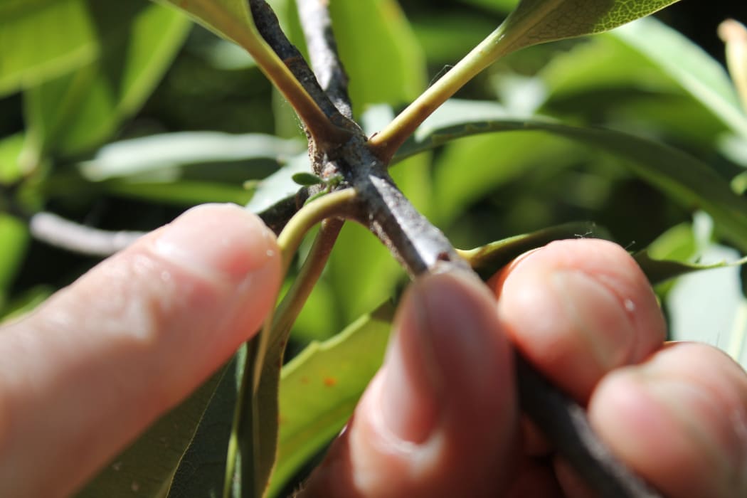 A fledgling mistletoe, germinated at the Christchurch Botanic Gardens.