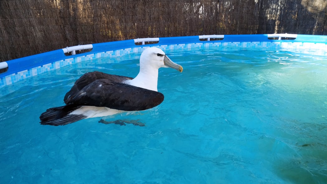 Braveheart the Albatross