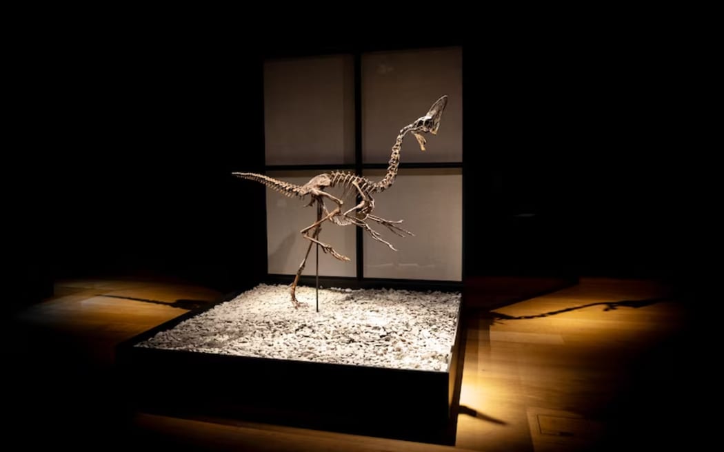 Spike will go under the hammer at Christie's on December 11. (ABC News: Riley Stuart)