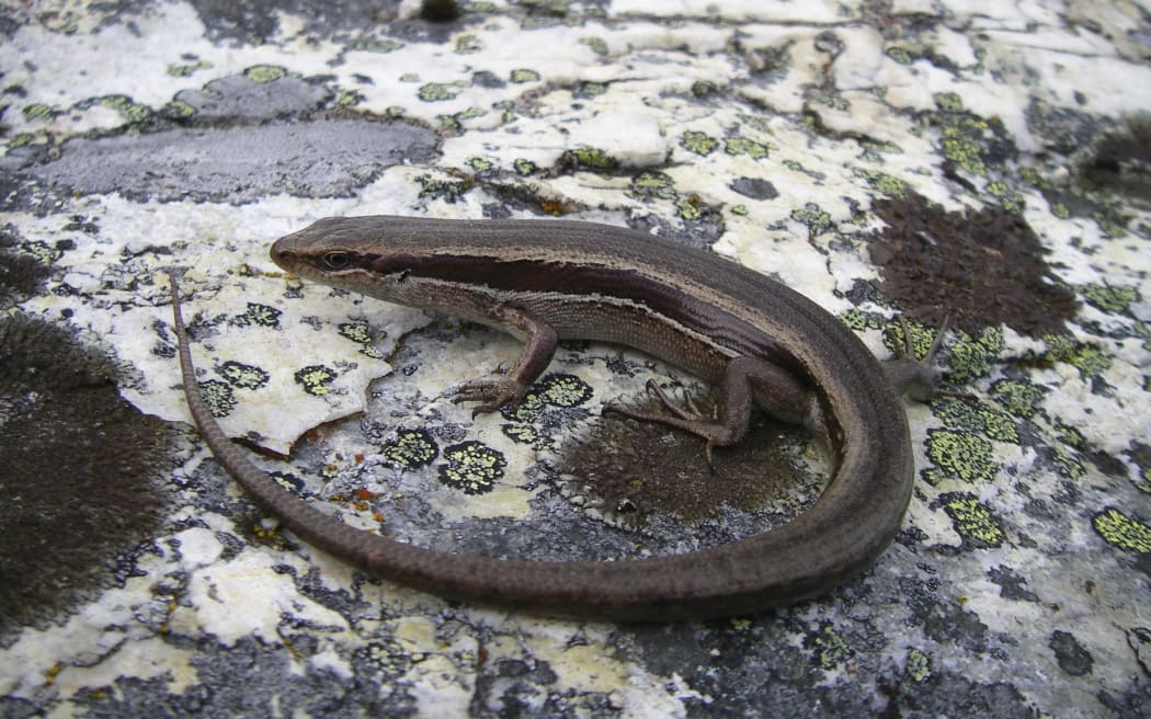 White bellied skink