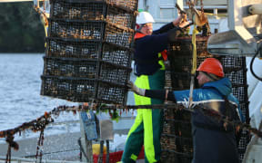 Boat cranes lift oyster cages from the water in Big Glory Bay.