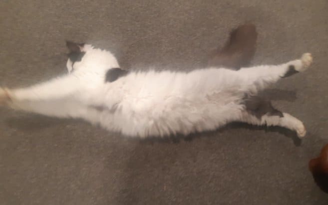 Fluff doing stretches