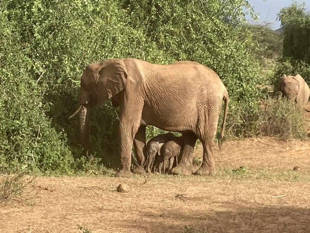 Rare elephant twins were born to the Winds II elephant famil at the Samburu National Reserve, Kenya.