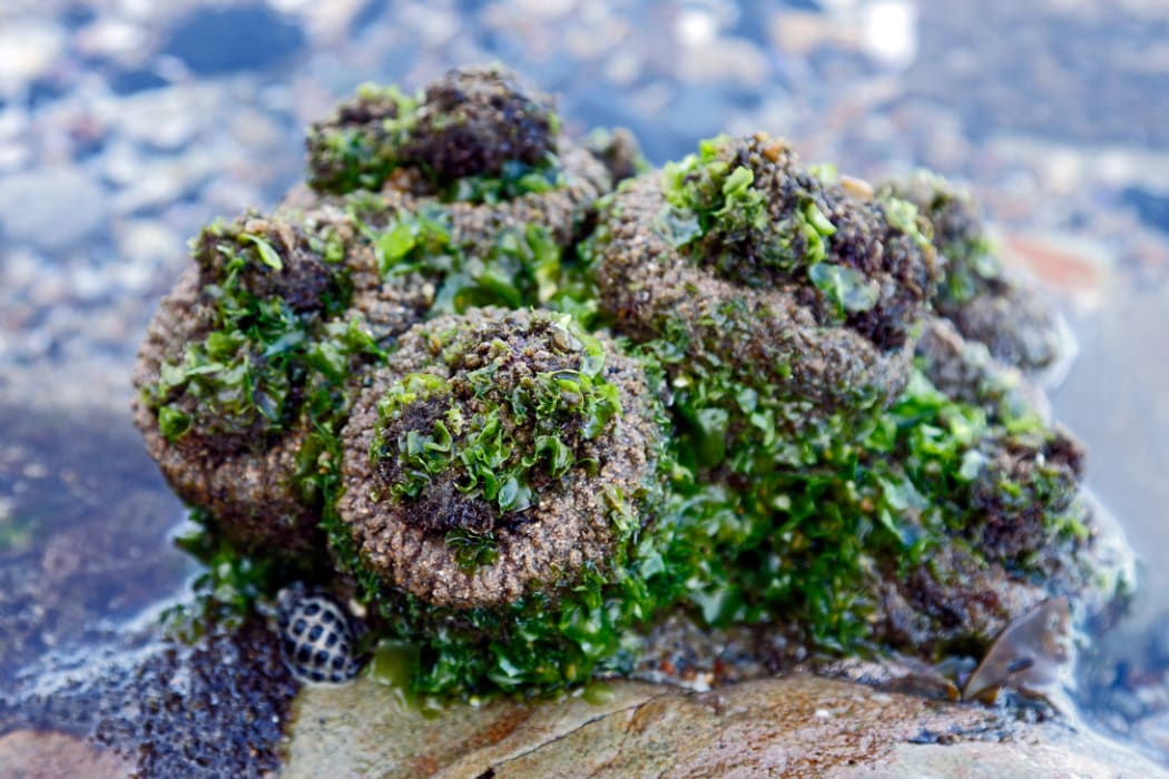 The Australian sea squirt cunjevoi, aka titi kuri.